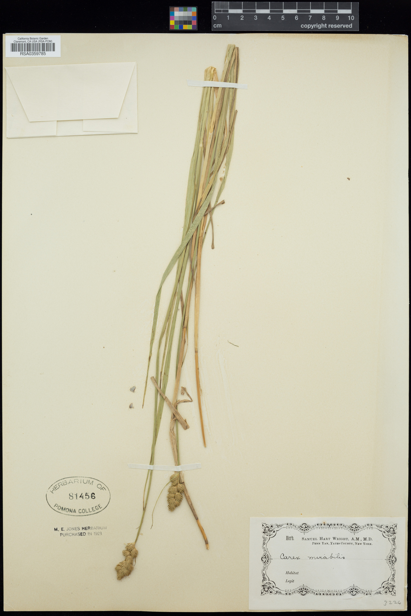 Carex mirabilis image
