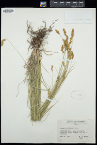 Carex occidentalis image