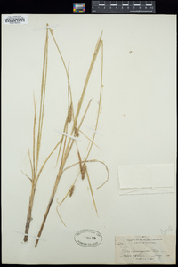 Carex lanuginosa image