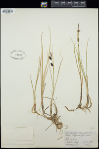 Carex saxatilis image