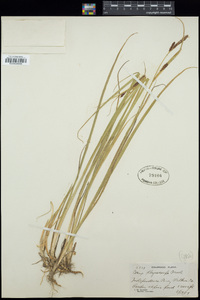 Carex saxatilis image