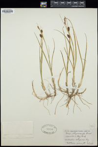 Carex saxatilis image