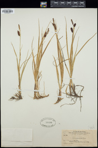 Carex saxatilis image