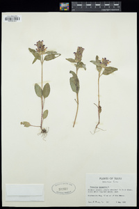 Prunella vulgaris image