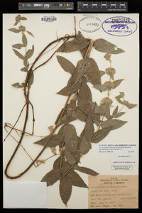 Pycnanthemum californicum image