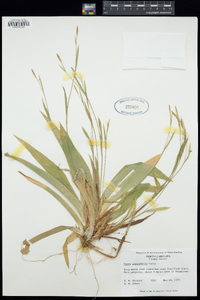 Carex platyphylla image