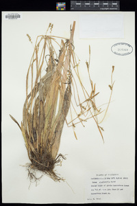 Carex platyphylla image