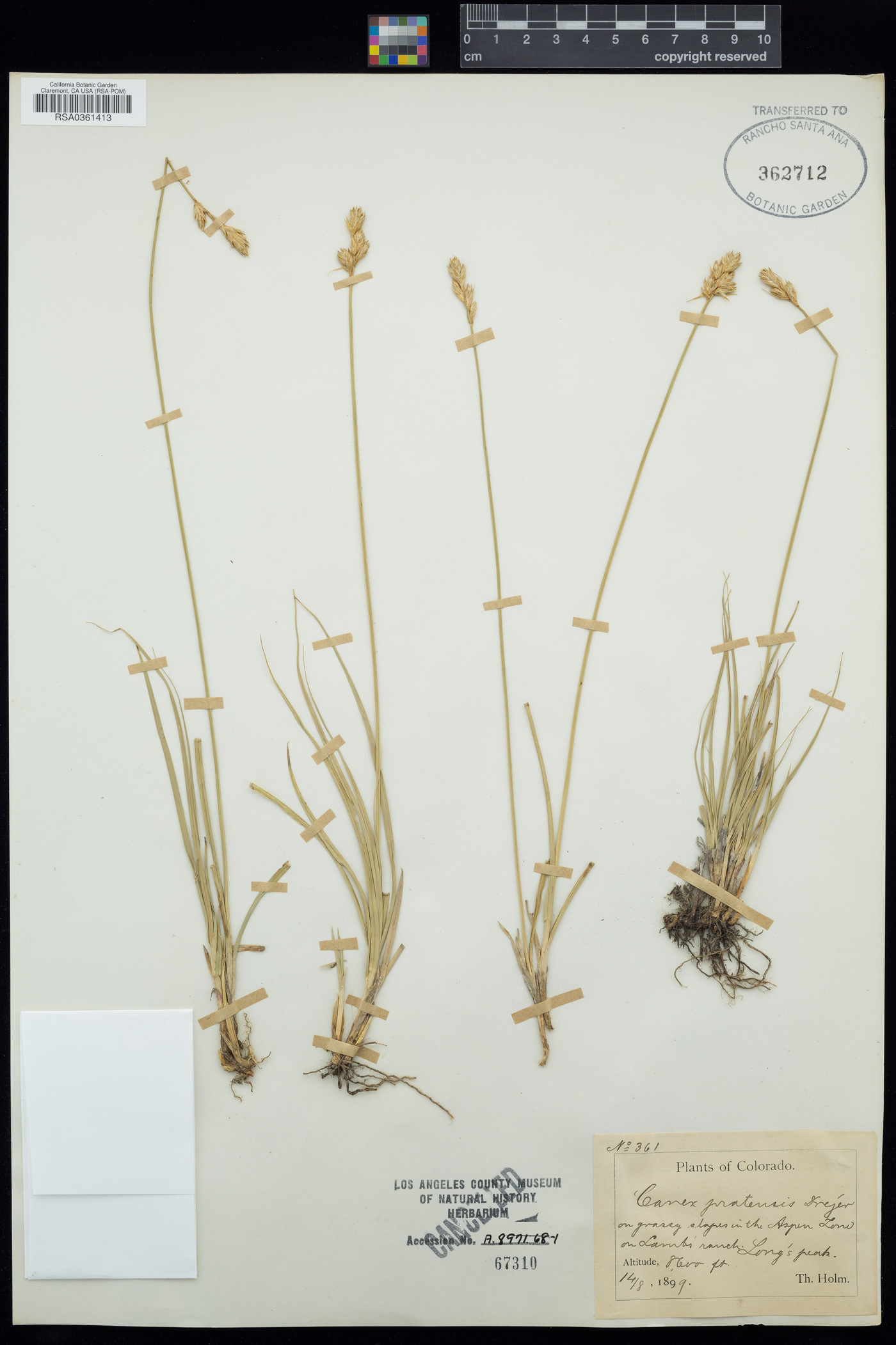 Carex pratensis image