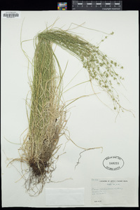 Carex rosea image