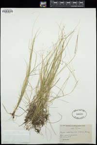 Carex rosea image