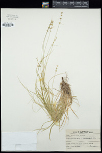 Carex rosea image