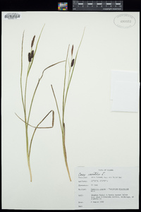 Carex saxatilis image