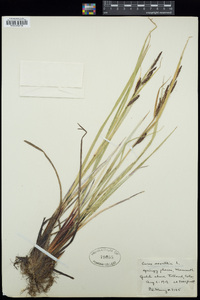 Carex saxatilis image