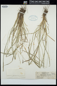 Carex saximontana image