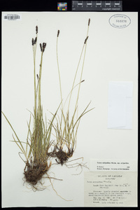 Carex scirpoidea subsp. scirpoidea image