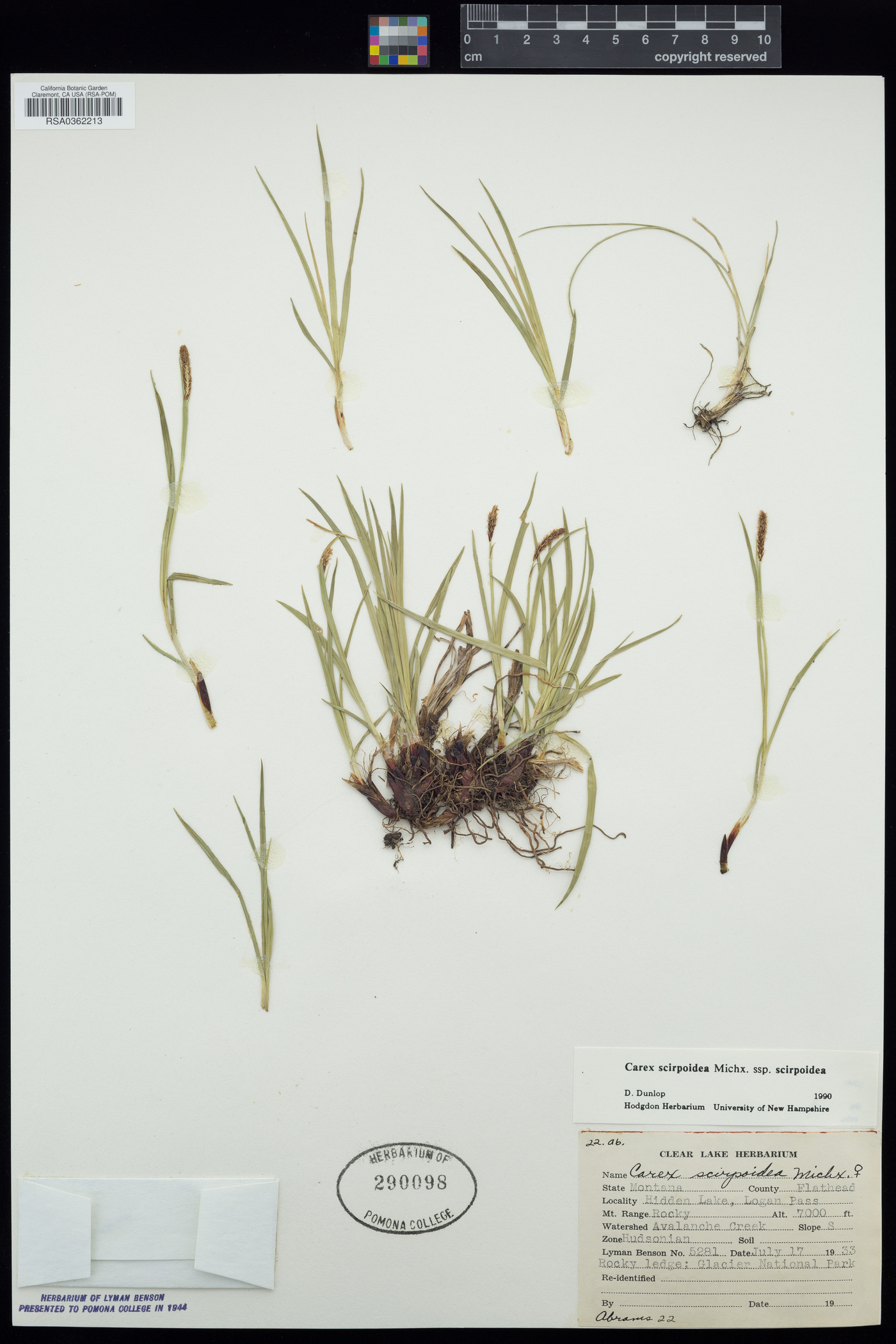 Carex scirpoidea subsp. scirpoidea image