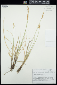 Carex scoparia image