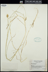 Carex scoparia image