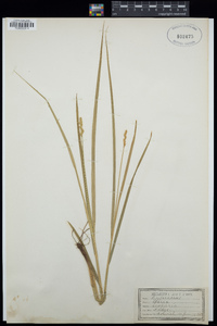 Carex scoparia image