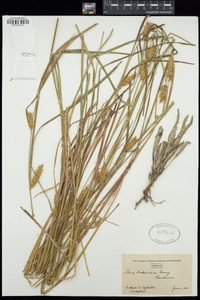 Carex tuckermanii image