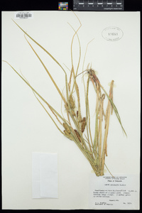 Carex utriculata image