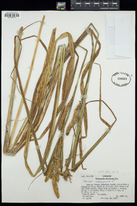 Carex utriculata image