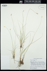 Carex vallicola image