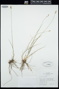 Carex vallicola image