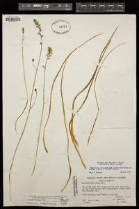 Hastingsia serpentinicola image