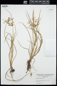 Cyperus dentatus image