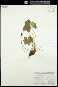 Image of Alchemilla brevidens