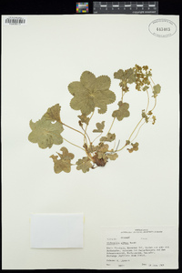 Image of Alchemilla effusa