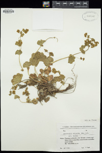 Image of Alchemilla epipsila