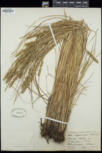 Carex vulpinoidea image