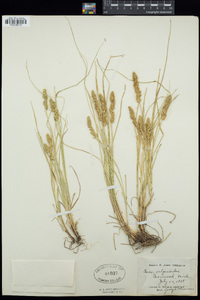 Carex vulpinoidea image