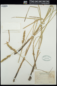 Carex vulpinoidea image