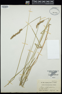 Carex vulpinoidea image