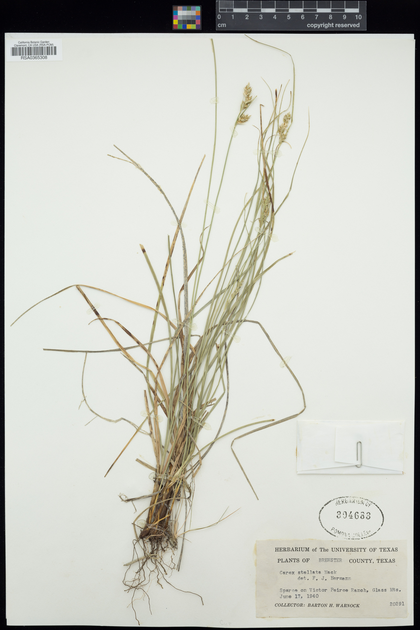 Carex schiedeana image
