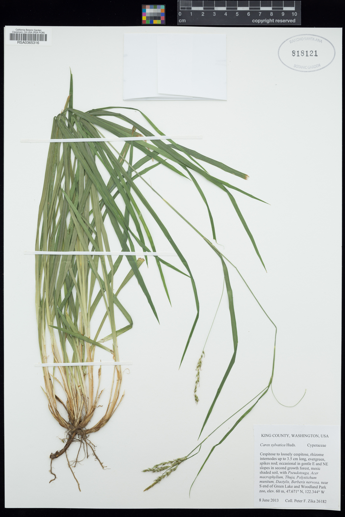 Carex sylvatica image