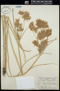 Cyperus odoratus image