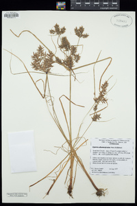 Cyperus flavicomus image