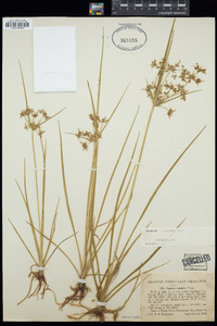 Cyperus dentatus image