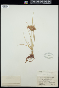 Cyperus dentatus image