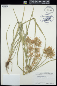 Cyperus esculentus image