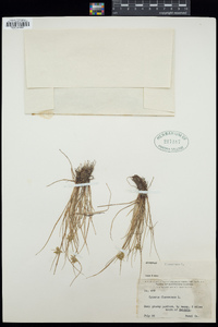 Cyperus flavescens image