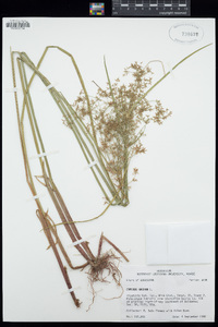 Cyperus haspan image