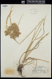 Cyperus ochraceus image