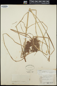 Cyperus odoratus image