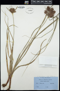 Cyperus planifolius image