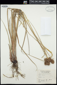 Cyperus planifolius image